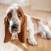 Dog Behaviourist Reveals: The One Common Breed You Should Never Let Sleep in Your Bed