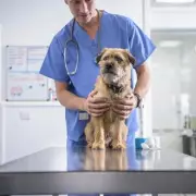 Dog Owners Alert: Vet Issues Urgent Warning After Pet Develops Strange Symptoms Following Common Treat