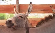 Donkey Slaughter Crisis: Millions Vanishing for Traditional Chinese Medicine