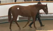Dubai Ruler Sheikh Mohammed Enters Bidding War for Champion Racehorse Sea The Stars' Son