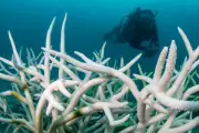 Earth's Climate Tipping Points: Scientists Warn of Imminent Catastrophic Chain Reaction