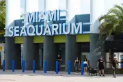 End of an Era: Miami Seaquarium's Orca Lolata Released After 50 Years in Captivity