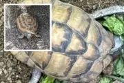 Endangered Tortoises Stolen in Brazen Indianapolis Zoo Heist