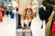 EU Court Rules Airlines Liable for Pet Injuries and Deaths in Hold Luggage