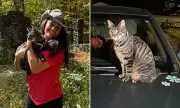 Family's Terrifying Motorway Ordeal: Cat Survives 70mph Journey Strapped to Car Roof