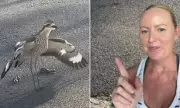 Feathered Fury: Protective Bird Parents Stage Driveway Siege in Suburban Standoff