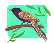 Feathered Fury: The Pheasant Coucal's Brutal Takeover of Bird of the Year Crown