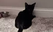 Feline Mystery Solved: The Curious Case of the Kitten With a Cat's Tail