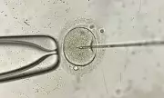 Fertility Time Bomb: Experts Warn Delaying Motherhood Fuels UK's Donor Egg Crisis