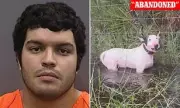 Florida Dog Owner Walks Free After Hurricane Milton Abandonment Case Dropped