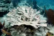 Florida's Coral Reefs Declared Functionally Extinct in Climate Crisis Catastrophe