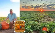 Floydada: The Texas Town That Became America's Unlikely Pumpkin Capital