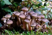 Forget Flowers: RHS Garden Wisley's Stunning Fungus Display Reveals Autumn's Hidden Magic