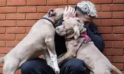 Former West Ham Star's XL Bully Dog Attacks Two People in Shocking Street Incident