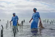 From Ocean to Jar: Zanzibar's Women Lead Seaweed Beauty Revolution