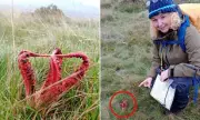 Fungal Phantom of the Moors: Dartmoor Walker's Alien-Like Discovery Sparks Scientific Fascination