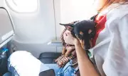 Fury as EU Reclassifies Pets as 'Baggage': British Travellers Face New Animal Welfare Nightmare
