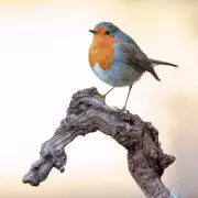 Garden Robin Invasion: Why These Cheeky Birds Are Taking Over British Gardens