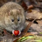 Gardeners' Alert: 7 Expert Tips to Keep Rats Away From Your Home and Garden