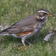 Gardeners Beware: The One Plant That Could Devastate Your Garden and Cost You Thousands