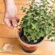 Gardeners, Don't Toss Those Tea Bags! The Surprising Reason Experts Say to Bury Them