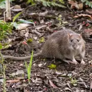 Gardeners' Nightmare: The 7 Plants That Naturally Repel Rats and Mice From Your Garden
