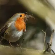 Gardeners' Secret Revealed: The Simple Trick to Attract Robins All Year Round