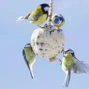 Gardeners' Secret Weapon: How to Attract Beautiful Blue Tits to Your Garden