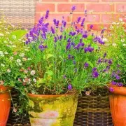 Gardeners' Secret Weapon: The Simple Fertiliser Trick for Thriving Rosemary and Thyme
