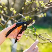 Gardening Alert: 7 Critical Pruning Mistakes That Could Destroy Your Plants