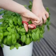 Gardening Expert Reveals Simple Trick for Growing Giant Basil Leaves in Your Kitchen