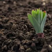 Gardening Pro Reveals: This One Flower Will Transform Your Garden Into a Bee Paradise