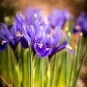 Gardening Revolution: Joe Swift's Game-Changing Tip for Lush Lawns Without Breaking a Sweat