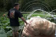 Giant Pumpkin Secrets: Expert Tips for Growing Record-Breaking Squashes in Your UK Garden