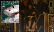 Great White Shark Attack: Marathon Swimmer's Terrifying Ordeal Off California Coast