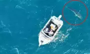 Great White Shark Sighting Sparks Beach Closure in Rockingham - Swimmers Urged to Stay Out of Water