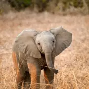 Heart-Melting Moment: Orphaned Elephant Calf's Joyful Reaction to Milk Bottle Goes Viral
