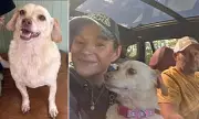 Heartbreaking Search: Beloved Chihuahua Vanishes During 700-Mile Mississippi to Florida Relocation