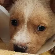Heartless Driver Throws Puppy From Moving Car in Shocking Animal Cruelty Case