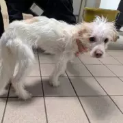 Heartless Owner Jailed After Starving Dogs Found in Deplorable Conditions