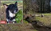 Heroic Hound Saves Toddler in New Hampshire Wilderness: Incredible Rescue Story