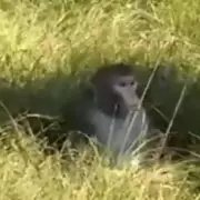 Herpes-Ridden Monkeys On The Loose: US Faces Public Health Crisis As Aggressive Macaques Roam Florida