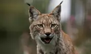 Highland Lynx Rescue: Trio of Wildcats Saved After Nine Months of Illegal Freedom