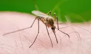 Holiday Health Alert: Deadly Mosquito-Borne Disease Detected in Popular Spanish Resort Area