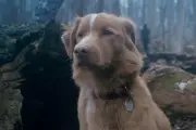 Hollywood's Top Dog: Terrier Steals Spotlight with Historic Oscar Nomination