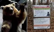 Horrific Bear Attack Leaves Elderly Mushroom Picker Fighting for Life in Swedish Wilderness