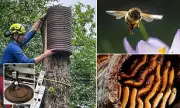 How 3D Printing Is Rescuing Britain's Endangered Bumblebees From Extinction