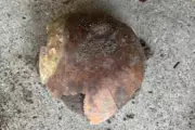 Human Skull Discovery in Indiana River Sparks Coroner's Investigation