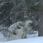 Ice Age Secrets Unearthed: How Extinct Snow Sloths Are Rewriting Prehistoric History