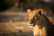 Influencer's Pet Lion Cub Seized in Thailand After Instagram Posts Spark Outrage